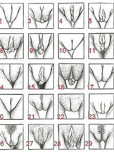 Select Your Favorite Pussy Shape