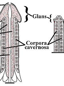 Anatomy (Anatomie)